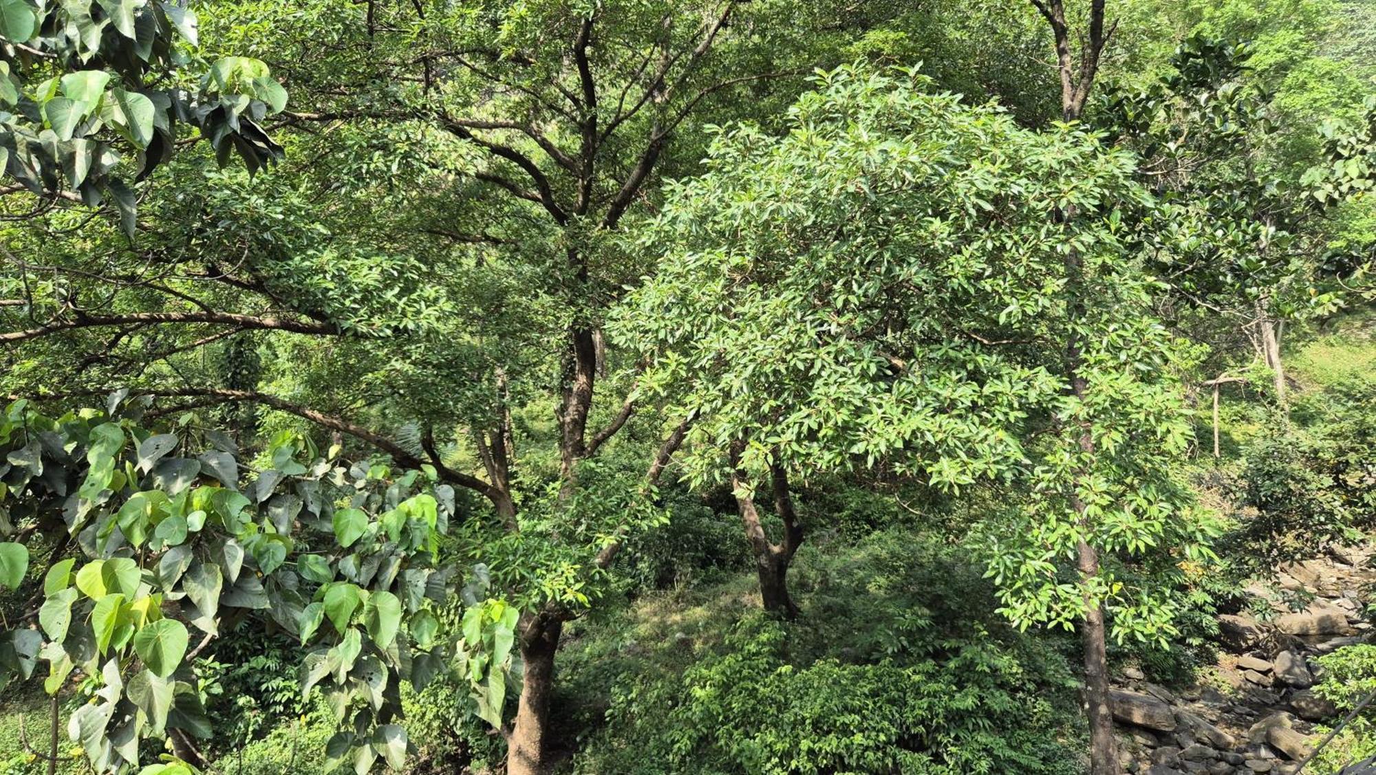 Orchid Villa Pinangode المظهر الخارجي الصورة